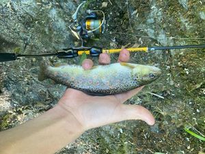 Brown Trout