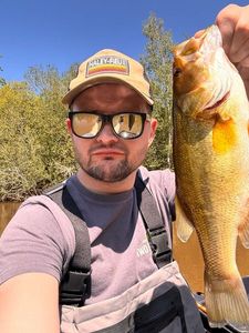 Largemouth Bass