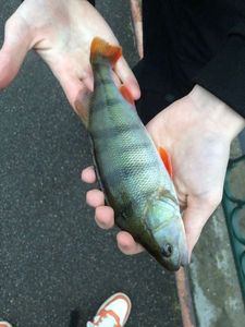European Perch