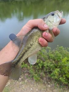 Largemouth Bass
