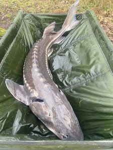 Sturgeon