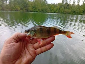 European Perch