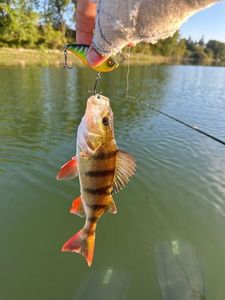 European Perch