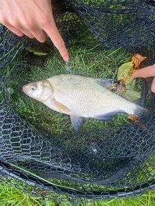 Common Bream