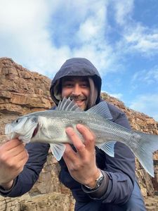 European Bass (Seabass)
