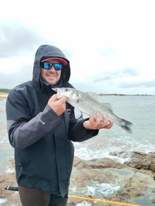 European Bass (Seabass)