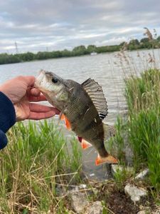 European Perch