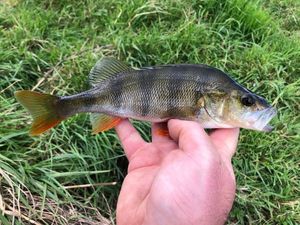 European Perch