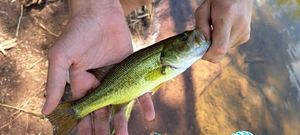 Achigan à Petite Bouche (Black-Bass)