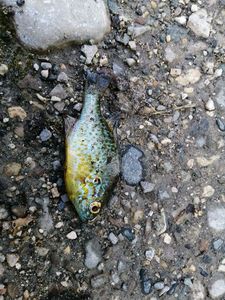 Green Sunfish