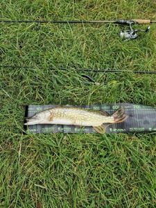Northern Pike