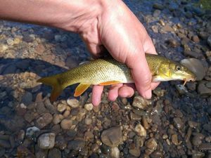 Barbel