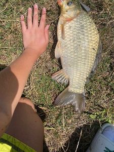 Common Carp