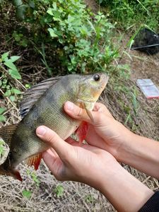 European Perch