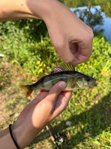 European Perch