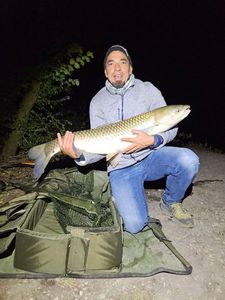 Silver Carp