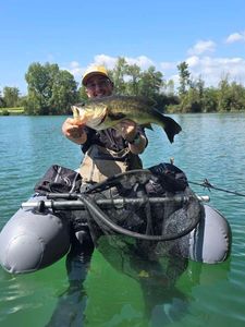 Largemouth Bass