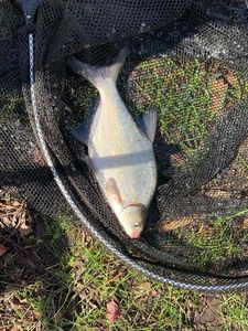 Common Bream