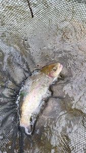Rainbow Trout