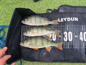 European Perch