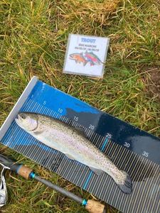 Rainbow Trout