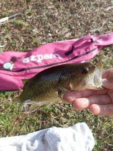 Smallmouth Bass