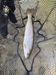 Rainbow Trout