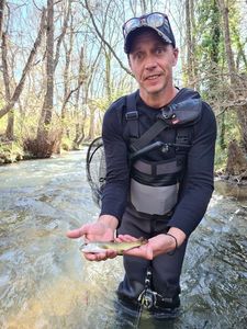 Brown Trout