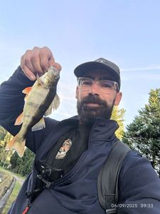 European Perch