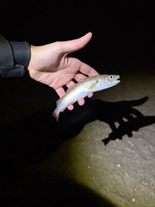 Whiting