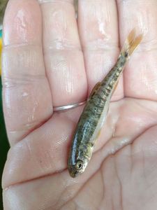 Common Minnow