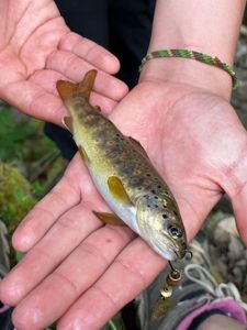 Brown Trout