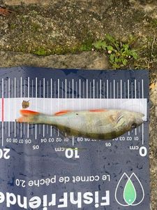 European Perch