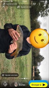 Common Carp