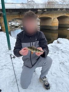 European Perch