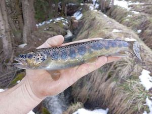 Brown Trout