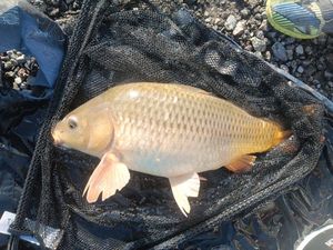 Common Carp