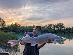 Siberian Sturgeon