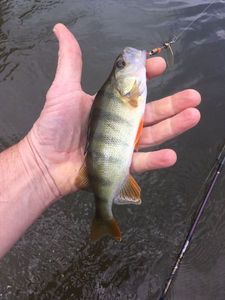 European Perch