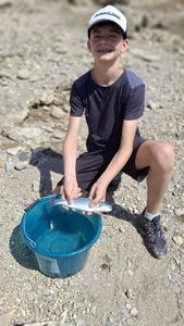Rainbow Trout