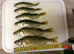 European Perch caught by Drew Fisher