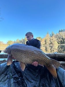 Common Carp