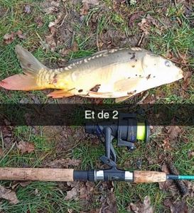 Mirror Carp