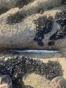 Garfish