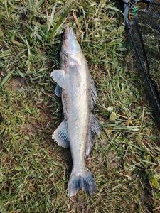 Zander