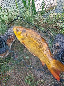 Koï Fish