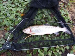 Rainbow Trout