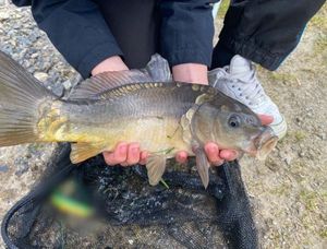 Common Carp