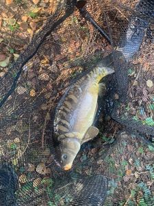 Mirror Carp