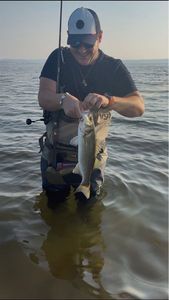 European Bass (Seabass)